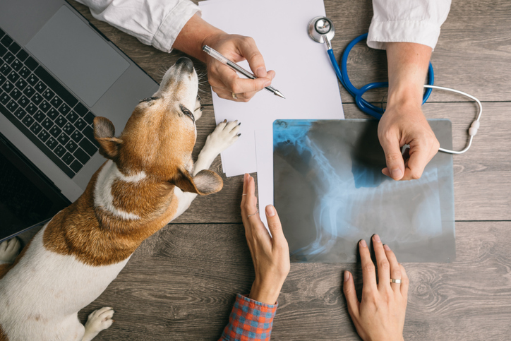 Vet visiting with dog Jack Russell terrier. Doctors desk from the top. X-ray consultation. Professional medical pet care